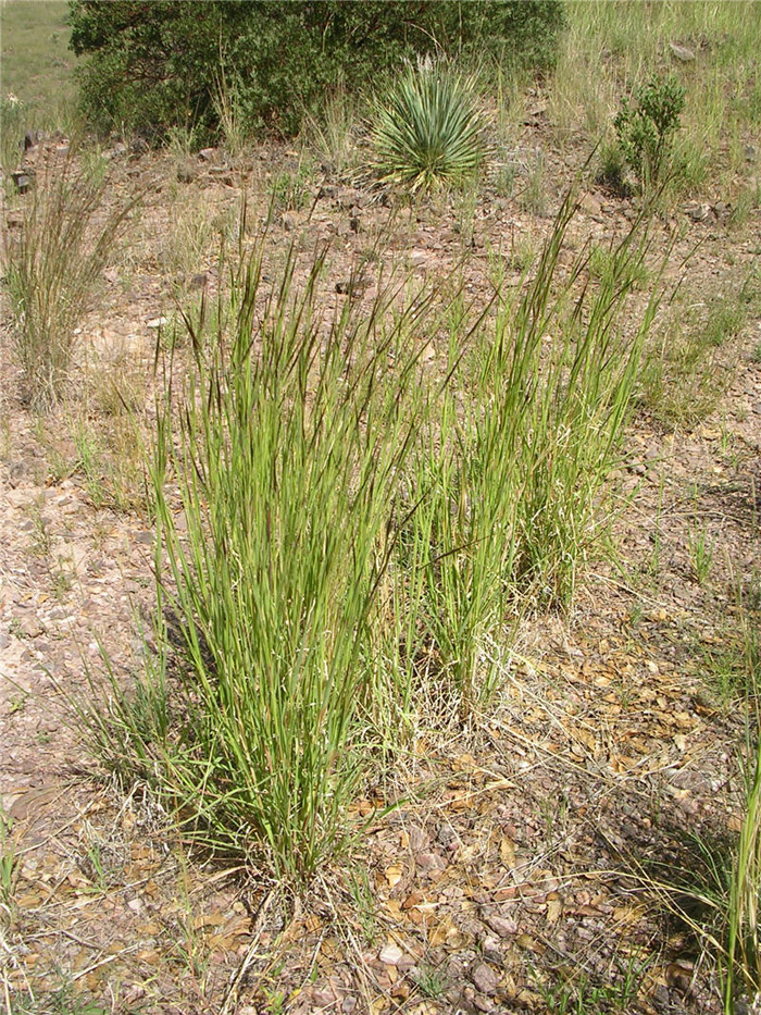 Plant photo of: Heteropogon contortus