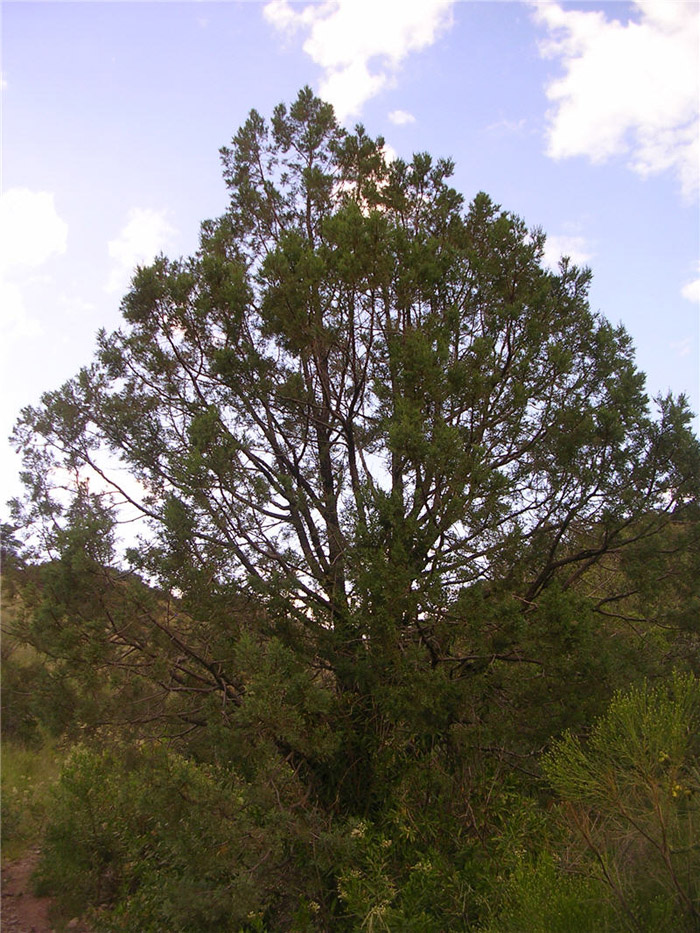 Plant photo of: Juniperus deppeana