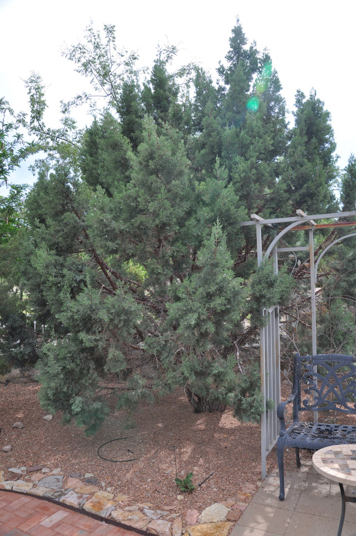 Plant photo of: Juniperus deppeana