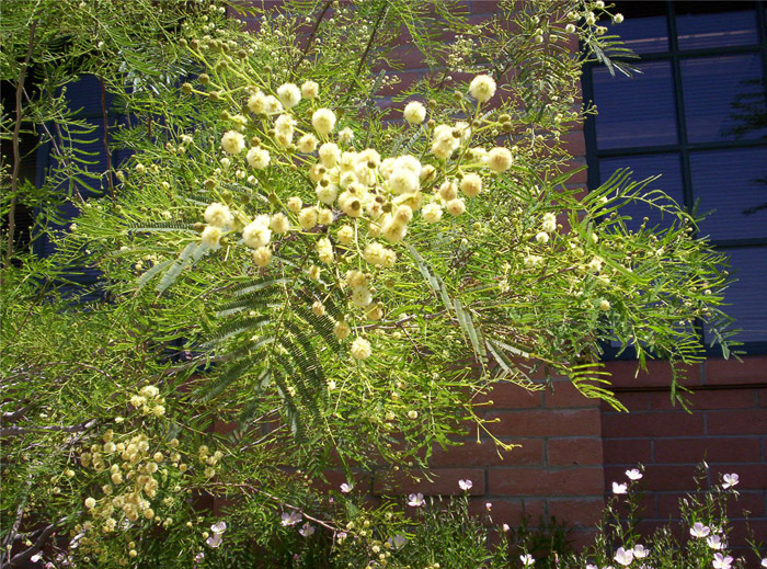 Plant photo of: Lysiloma watsonii var. thornberi