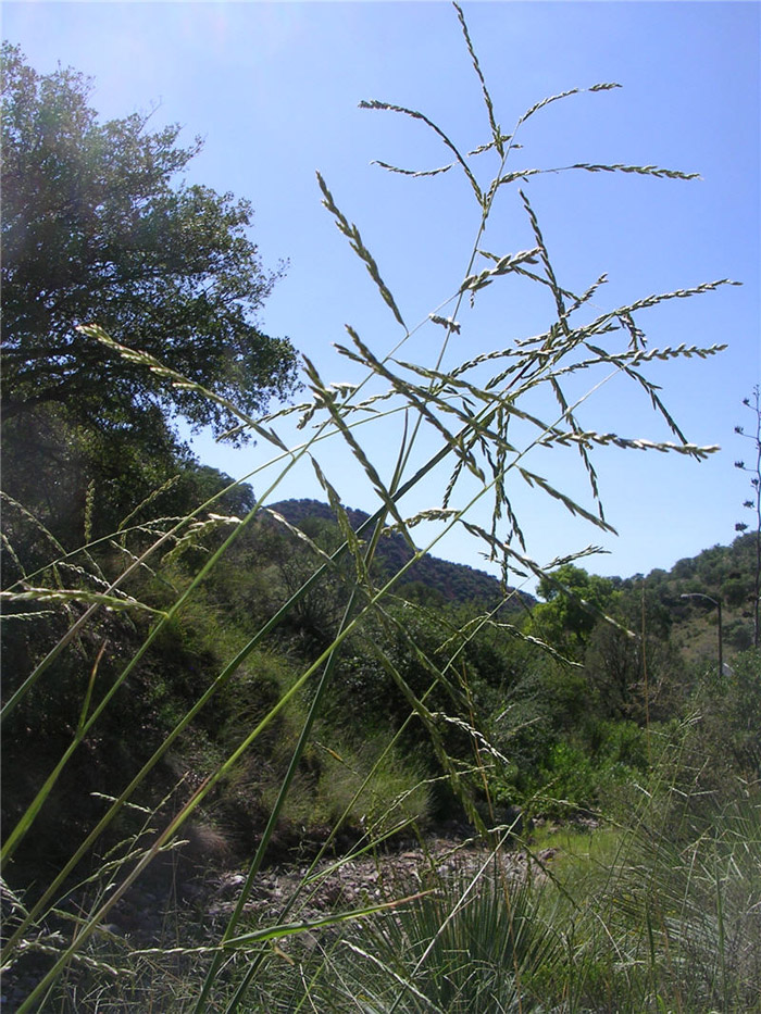 Plant photo of: Leptochloa dubia