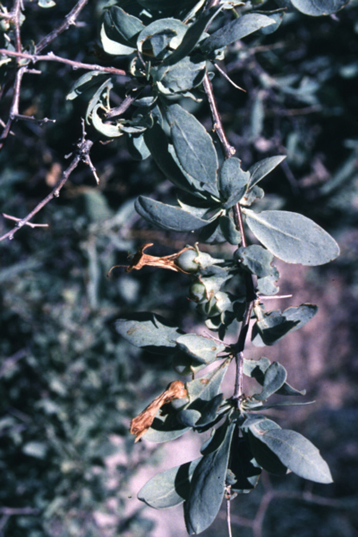 Plant photo of: Lycium pallidum