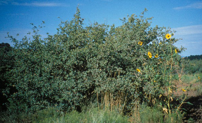 Plant photo of: Quercus turbinella
