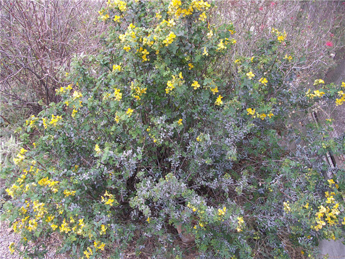 Plant photo of: Senna purpusi (Cassia)