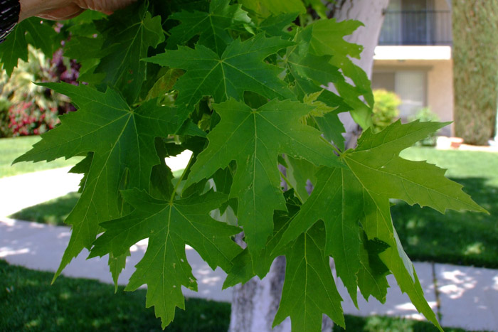 Plant photo of: Acer saccharinum