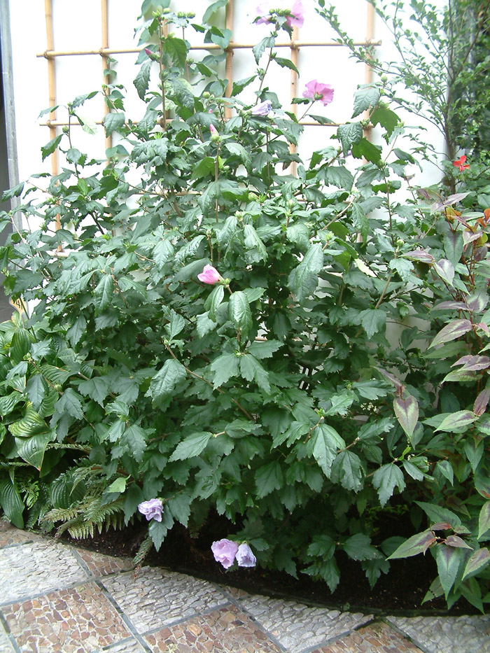 Plant photo of: Hibiscus syriacus