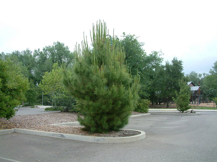 Plant photo of: Pinus thunbergii