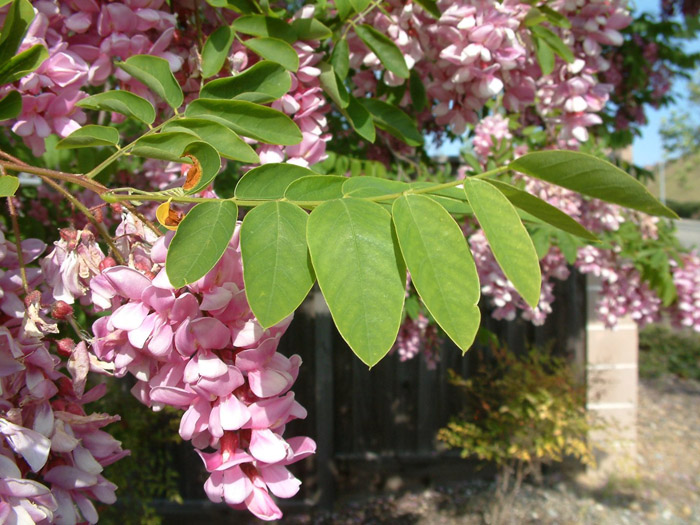 Plant photo of: Robinia X ambigua 'Idahoensis'