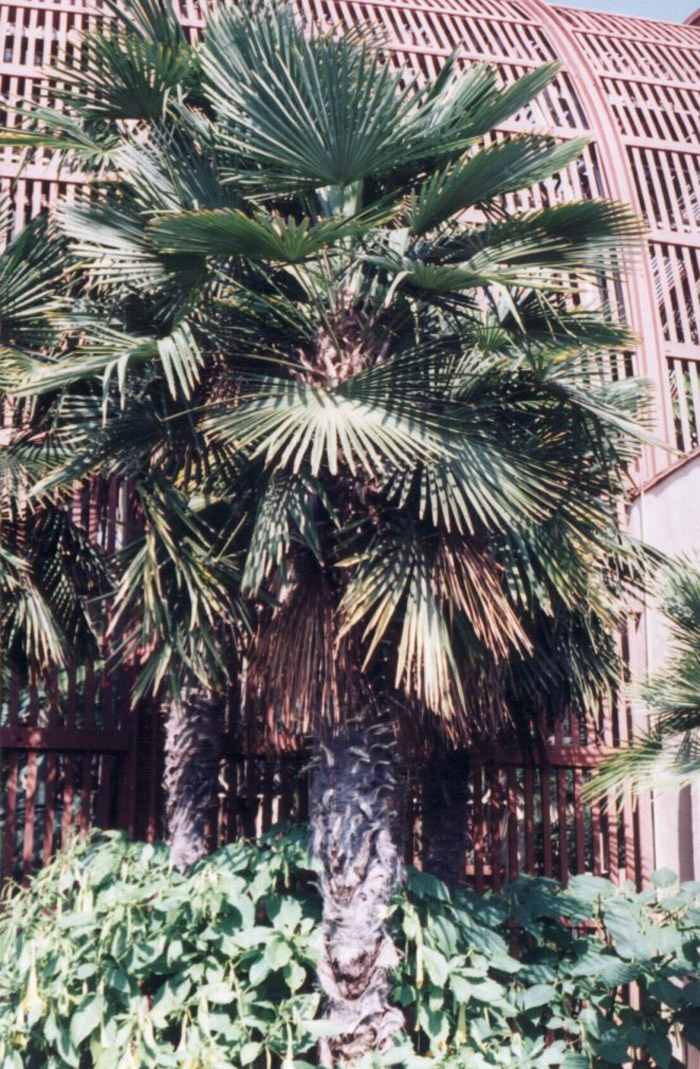 Windmill Palm
