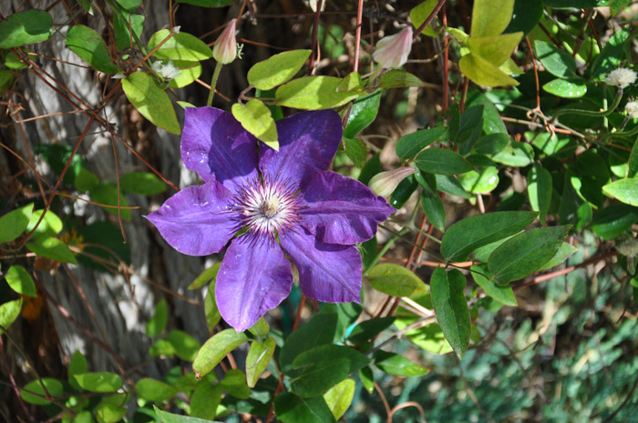 Plant photo of: Clematis viticella