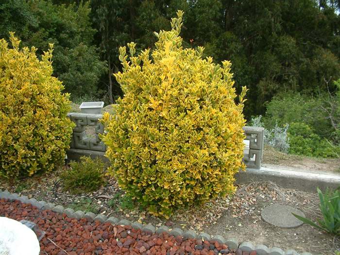 Plant photo of: Euonymus japonica 'Aureo Variegatus'