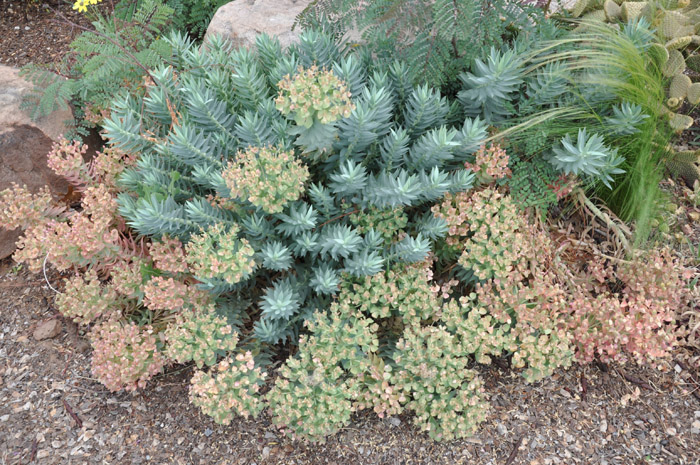 Plant photo of: Euphorbia myrsinites
