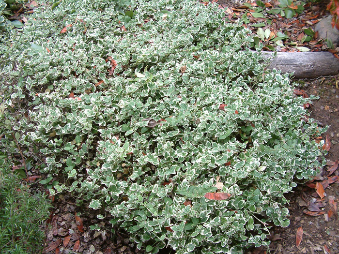 Plant photo of: Hedera helix 'Varigata'