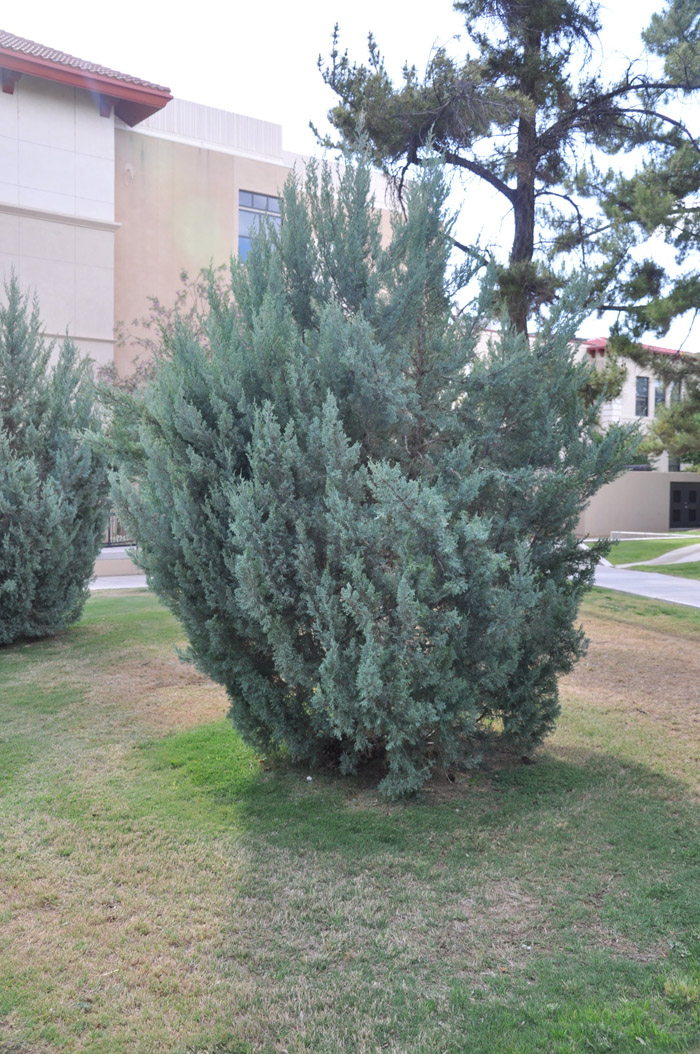Juniperus chinensis 'Blue Point'