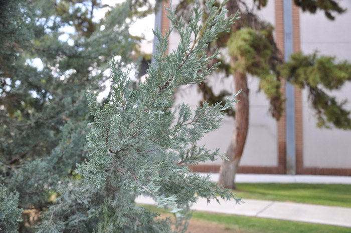 Plant photo of: Juniperus scopulorum 'Blue Spire'
