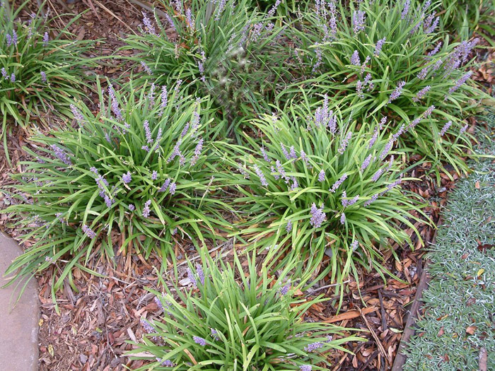 Plant photo of: Liriope muscari
