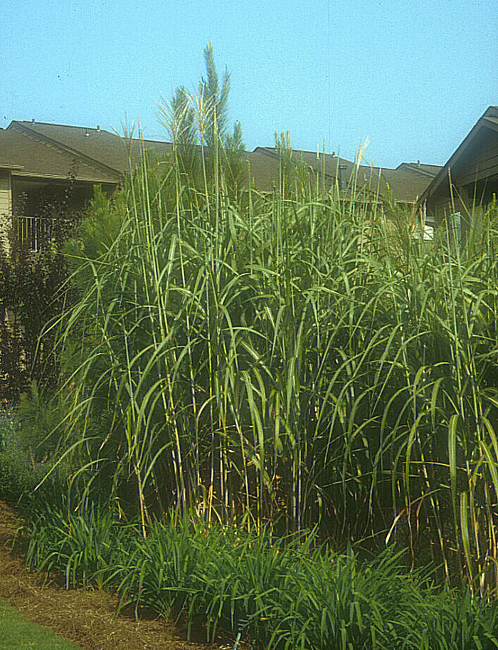 Giant Chinese Miscanthus