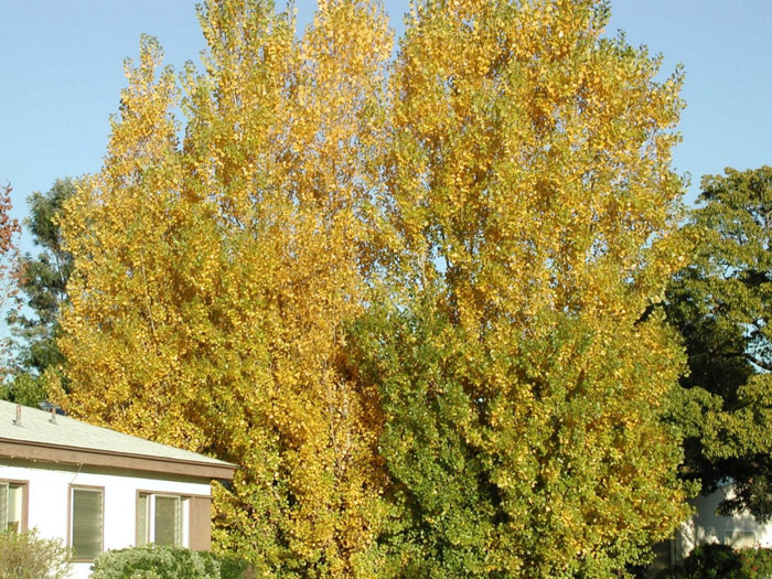 Plant photo of: Populus nigra 'Italica'