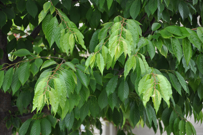 Plant photo of: Prunus cerasifera