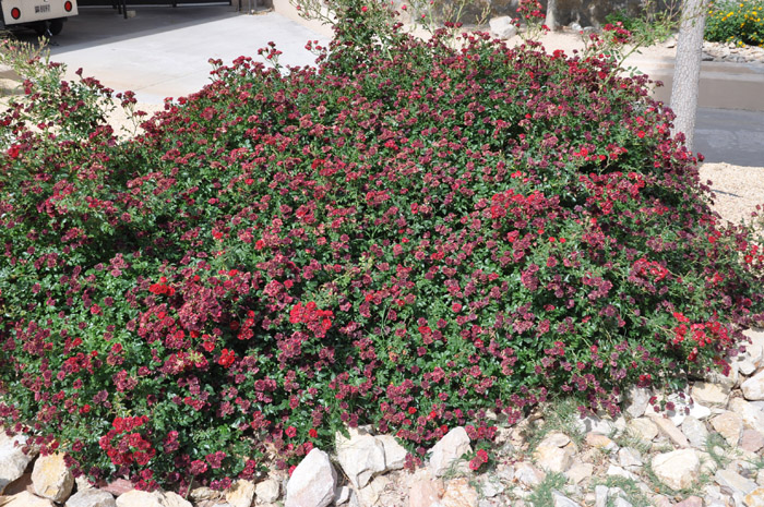 Plant photo of: Rosa Ground Cover varieties