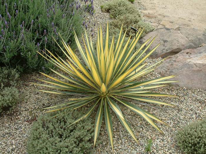 Yucca flaccida 'Color Guard'