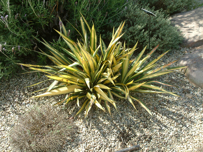 Plant photo of: Yucca flaccida 'Color Guard'