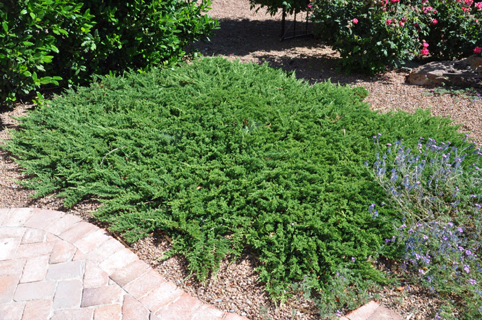 Plant photo of: Juniperus chinensis  v. sargenti