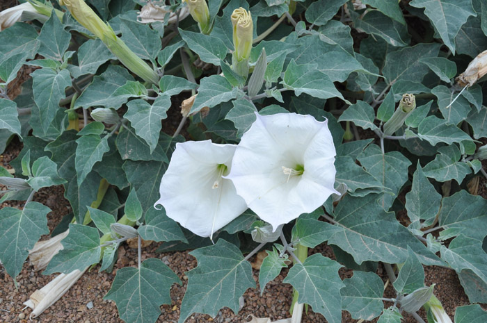 Plant photo of: Datura stramonium