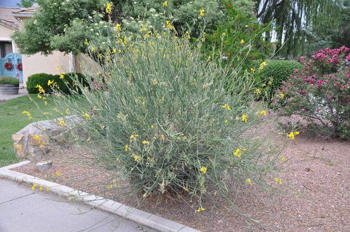 Plant photo of: Spartium junceum