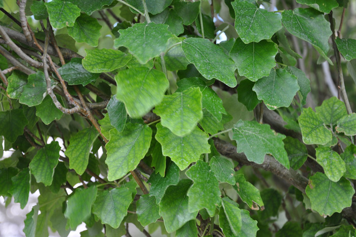 Plant photo of: Populus alba