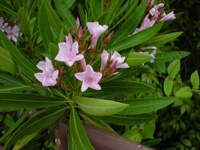 Plant photo of: Nerium oleander
