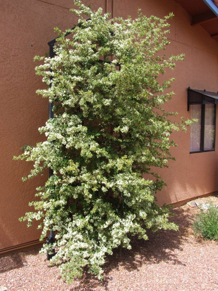 Plant photo of: Pyracantha koidzumii