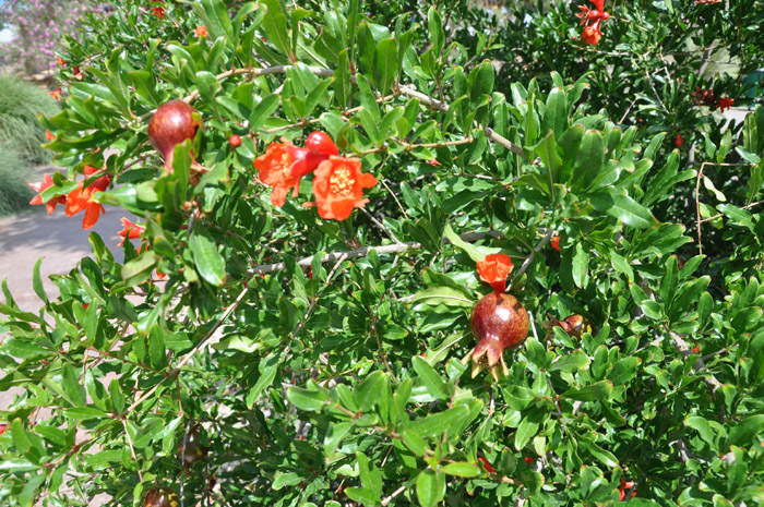 Plant photo of: Punica granatum