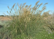 Upright Maiden Grass