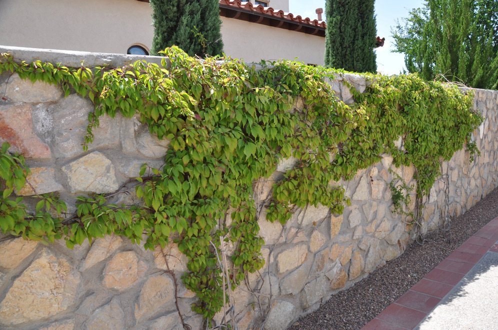 Courtyard El Paso Garden 25