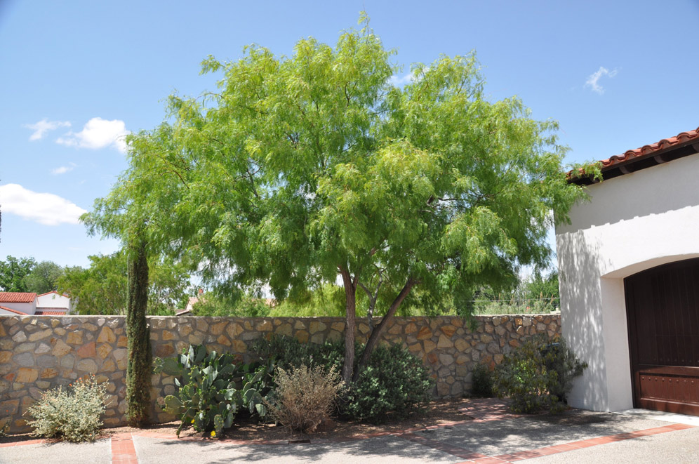 Courtyard El Paso Garden 26