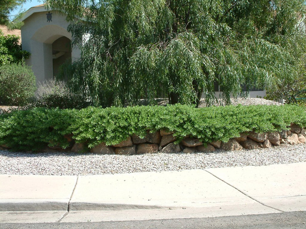 Lush Overgrowth on Rocks