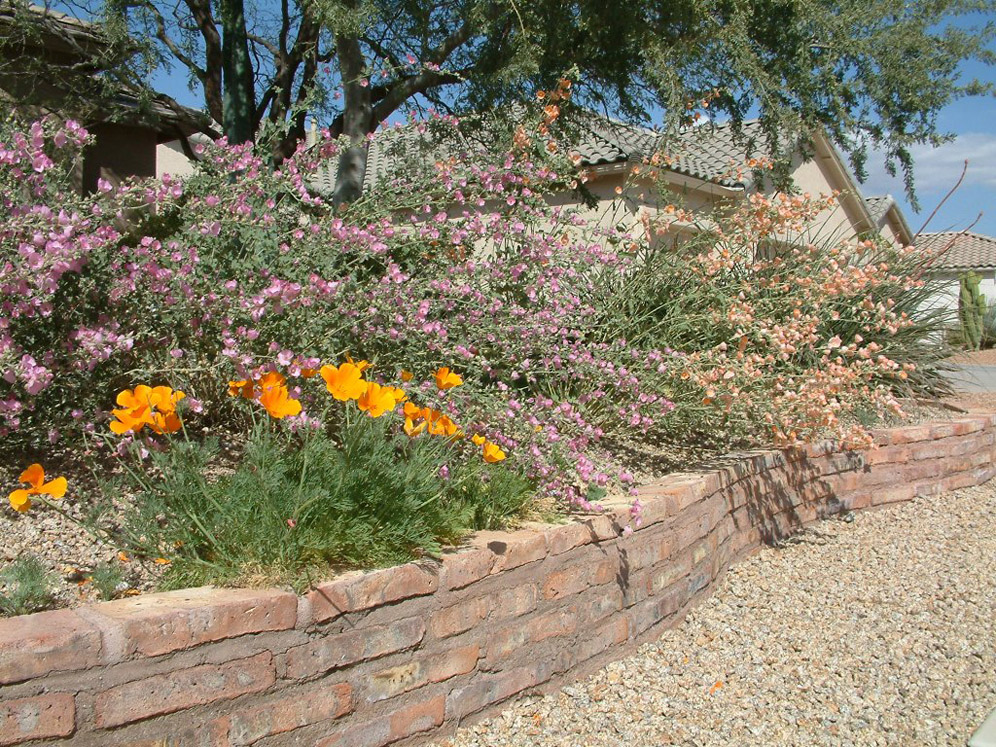 Poppies and Pink