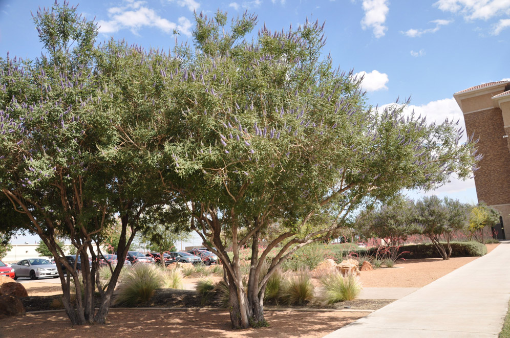 Texas Tech El Paso 9