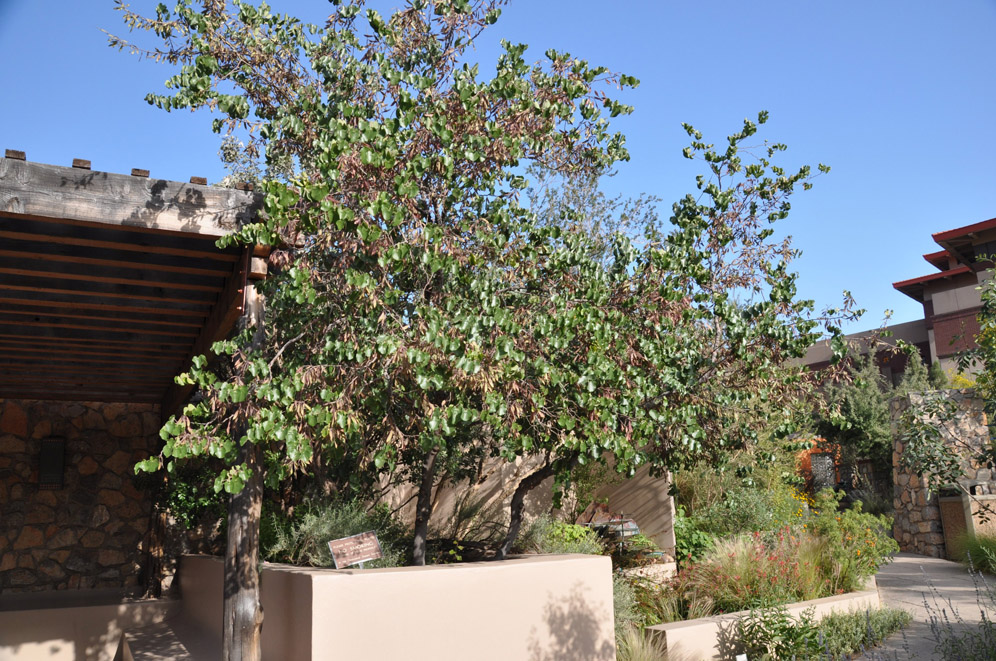 UTEP Chihuahuan Desert Garden 6