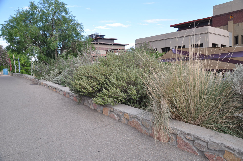 UTEP Chihuahuan Desert Garden 22