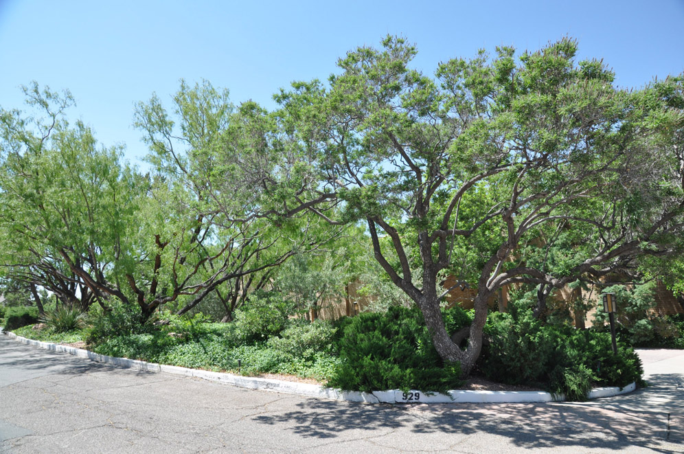 Driveway Garden 3