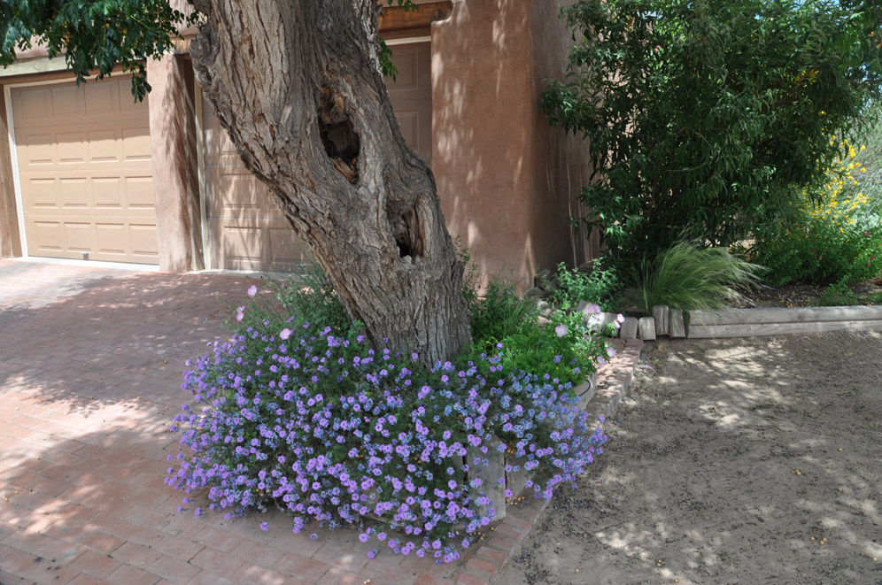 Mesilla Garden 3