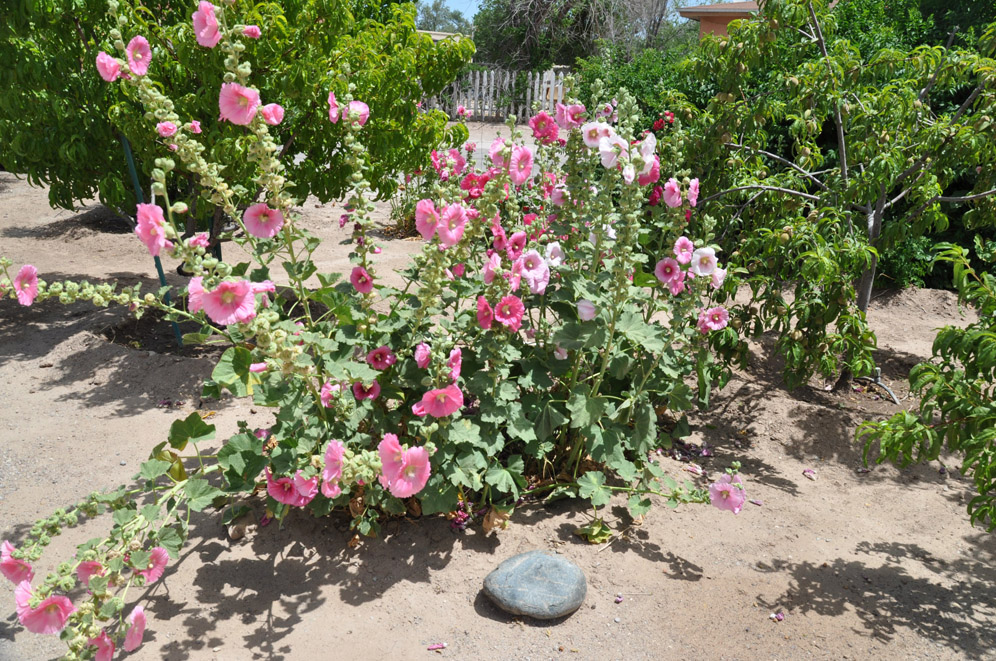 Mesilla Garden 8