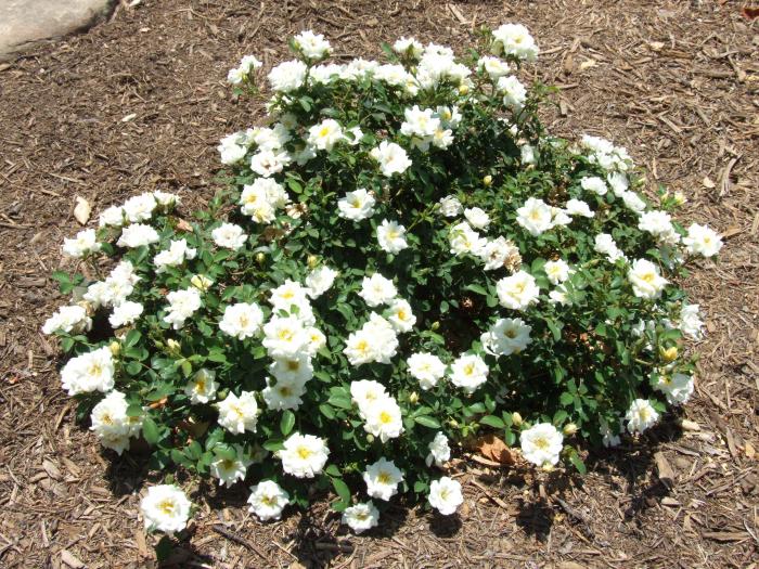 Plant photo of: Rosa shrub varieties