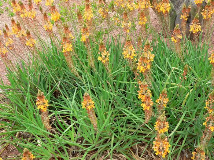 Plant photo of: Bulbine frutescens 'Hallmark'