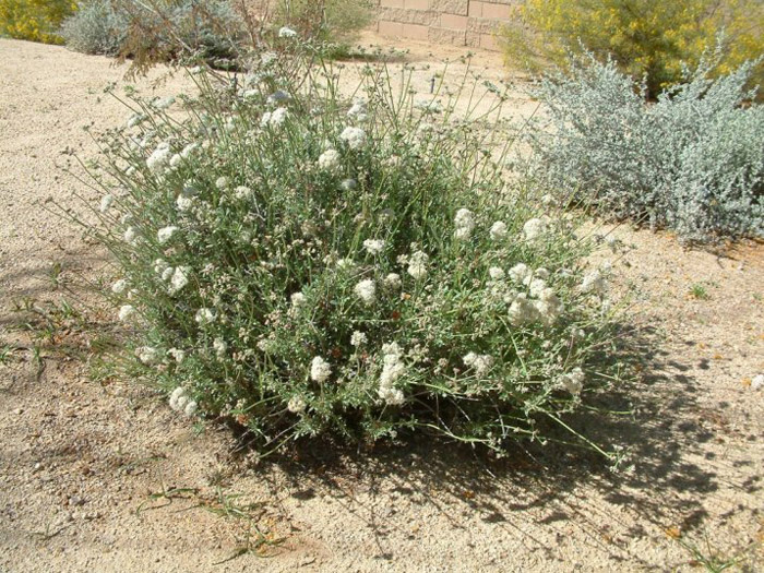 Eriogonum fasciculatum California Buckwheat Plant