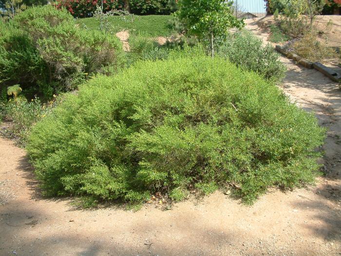 Plant photo of: Baccharis pilularis