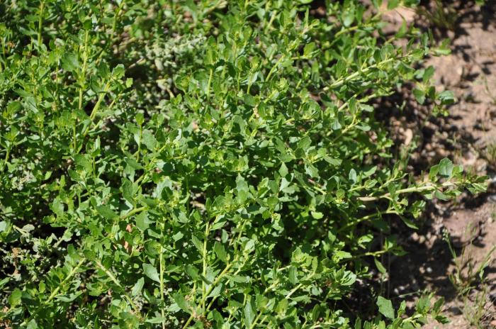 Plant photo of: Baccharis pilularis