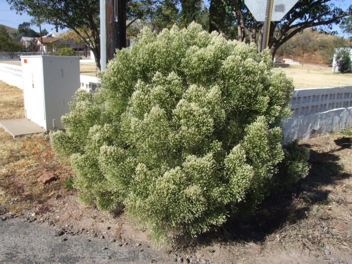 Plant photo of: Baccharis pilularis